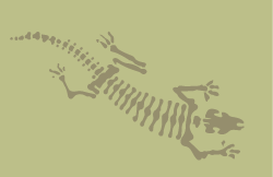 Lizard fossil stencil
