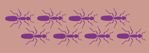 Ant Pattern Boader Ant border stencil in a unique and original design. – Stencil Planet