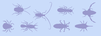 Bug border stencil B